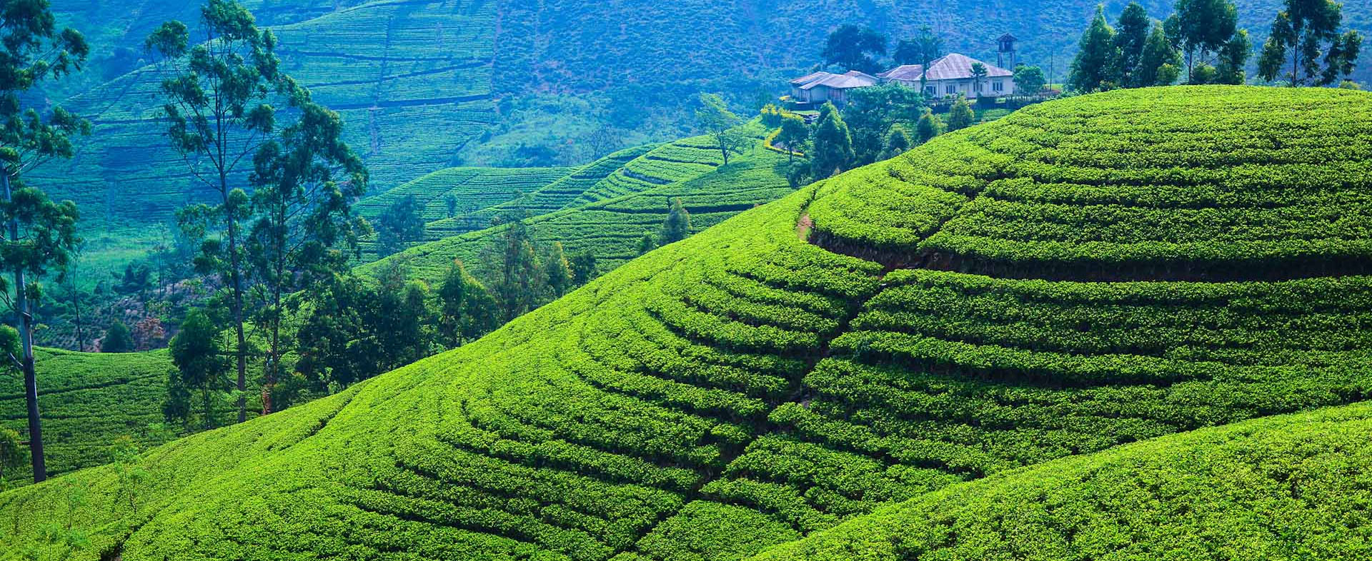 Explore Sri Lanka