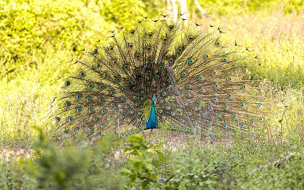 Bird Watching In Sri Lanka